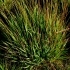 Carex echinata -- Igel-Segge
